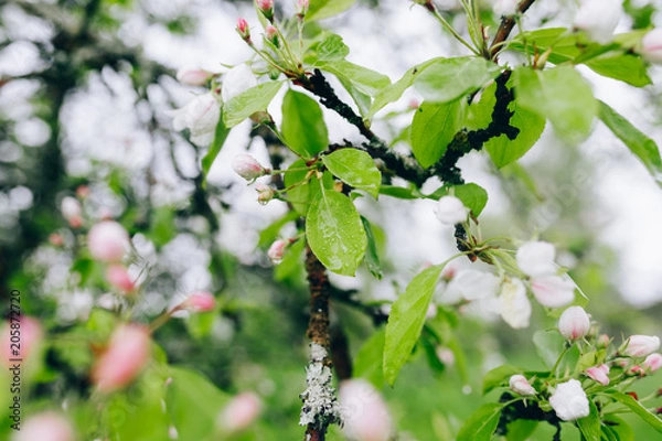 Fototapeta may blossoming apple trees