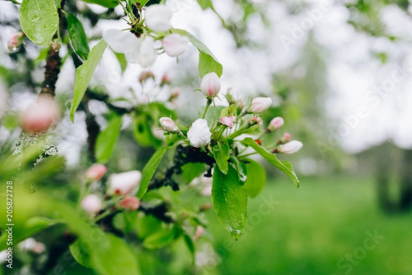 Fototapeta may blossoming apple trees