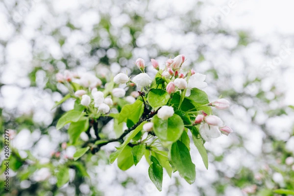 Fototapeta may blossoming apple trees