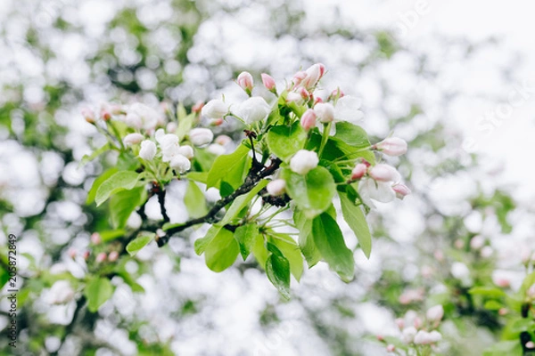 Fototapeta may blossoming apple trees