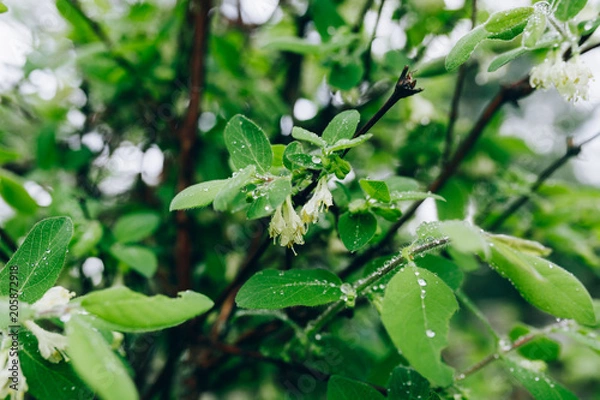Fototapeta rainy spring trees