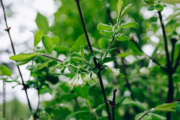 Fototapeta rainy spring trees