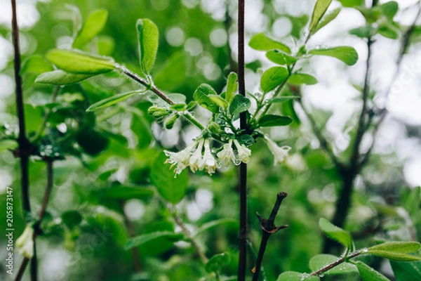 Fototapeta rainy spring trees