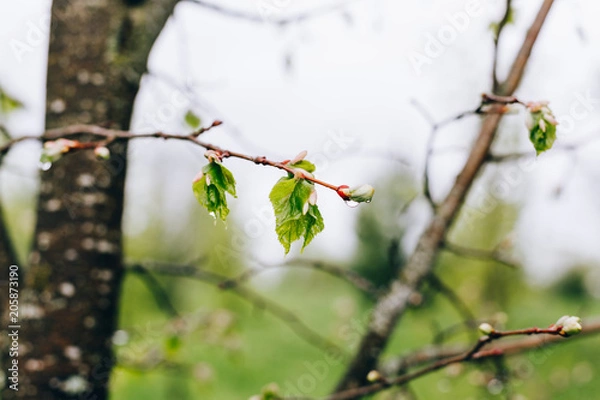 Fototapeta rainy spring trees