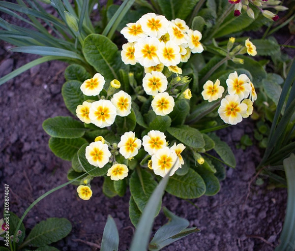 Fototapeta Примулы белые