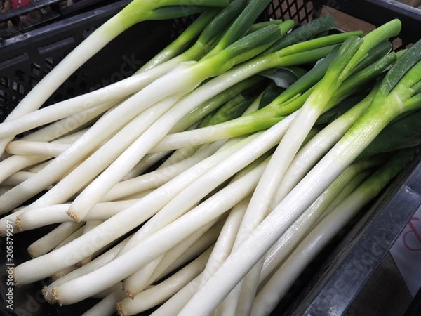 Obraz 白ネギ