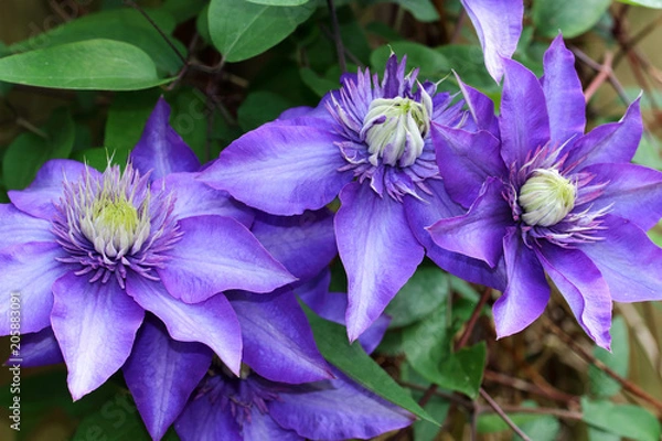 Obraz Violet blue Clematis Multi Blue flowers from May to June