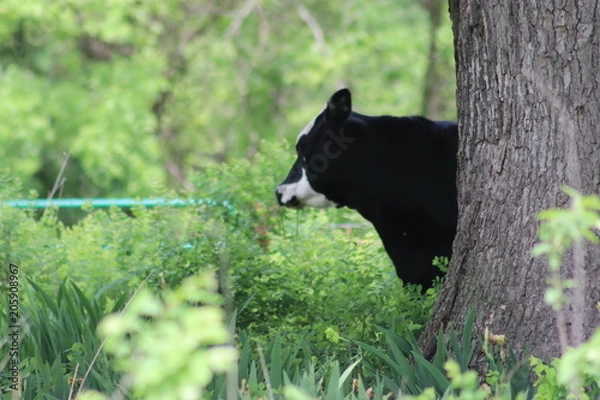 Obraz It's a Cow's Life