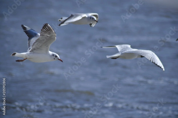 Obraz flying seagull 