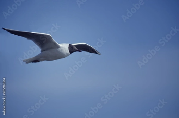 Obraz flying seagull 