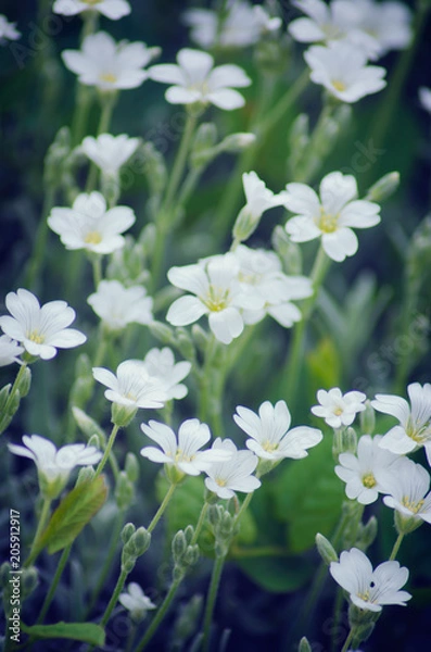 Obraz white flower