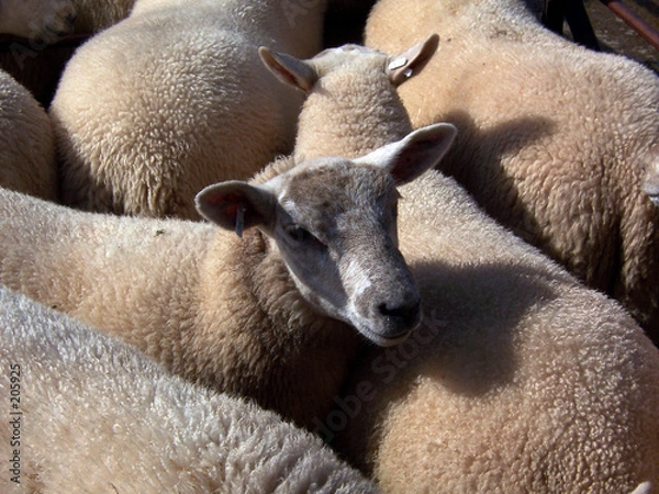 Obraz penned sheep 2