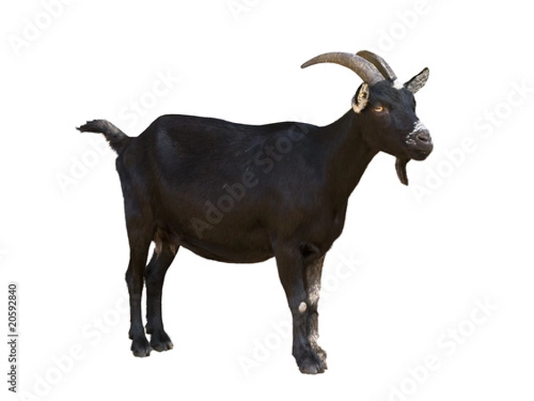 Fototapeta Koza (za darmo)