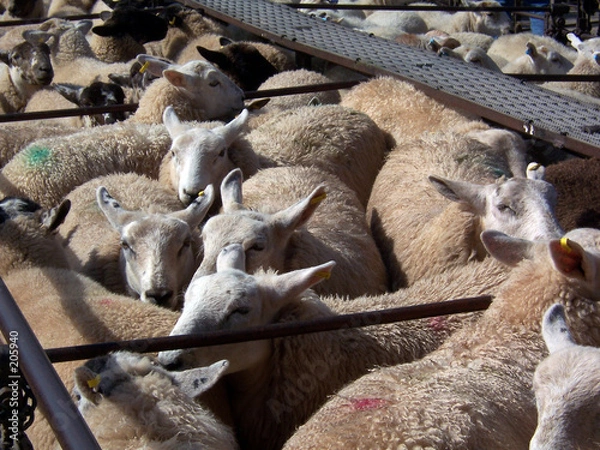 Obraz penned sheep 3