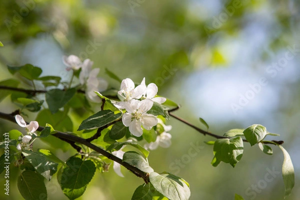 Obraz sunny spring evening leaves