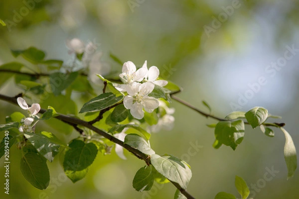 Obraz sunny spring evening leaves