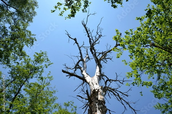 Fototapeta Dead tree surrounded by leaves with a blue sky