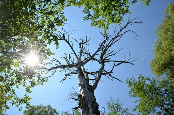 Fototapeta Old dead tree with leaves and sunbeams on blue sky