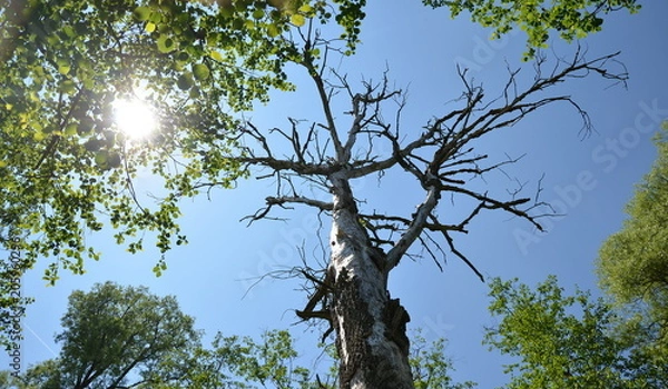 Fototapeta Old dead tree in a forest with sunbeams shining through leaves