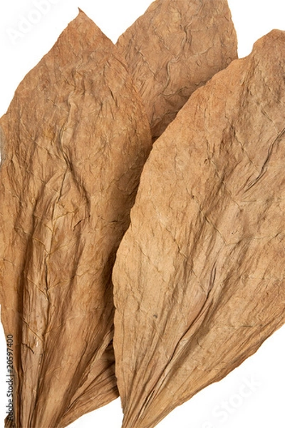 Obraz tobacco leaf
