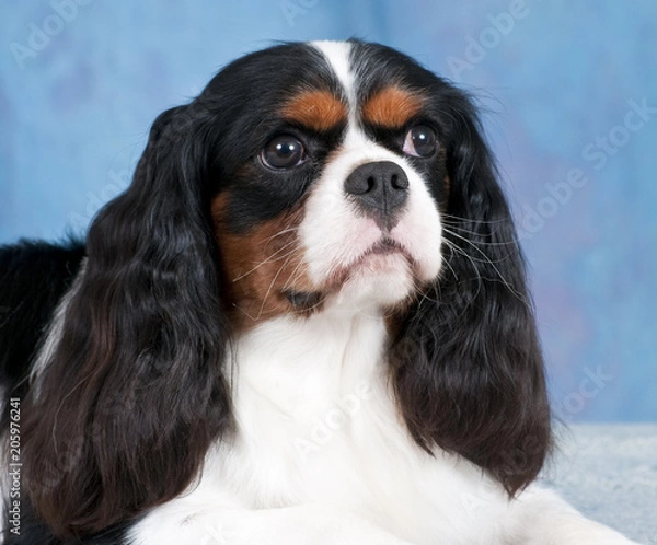 Obraz Cavalier King Charles Spaniel