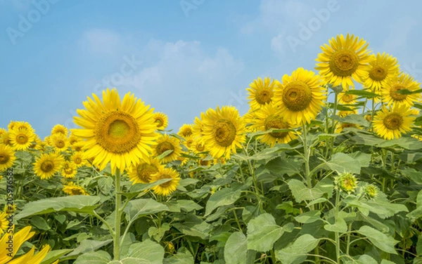 Fototapeta ひまわり 畑