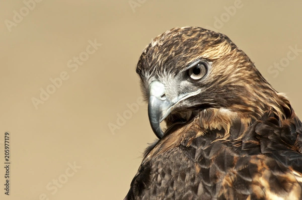 Fototapeta Red Tailed Hawk Portrait