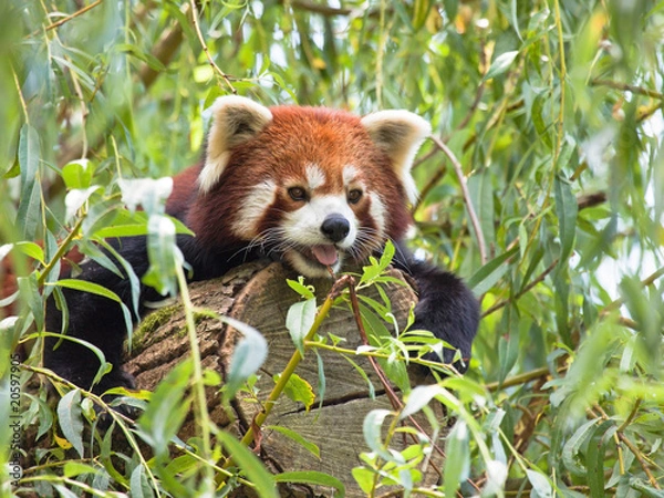 Fototapeta Panda roux