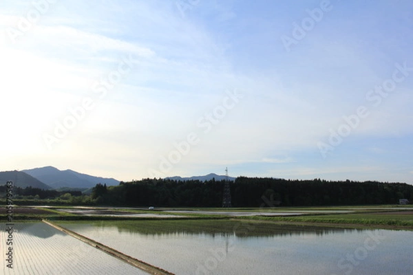 Fototapeta 田舎の風景　水田　青空　春