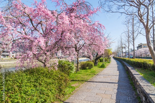 Fototapeta 京都の春の風景　鴨川沿いの桜　京都　日本
