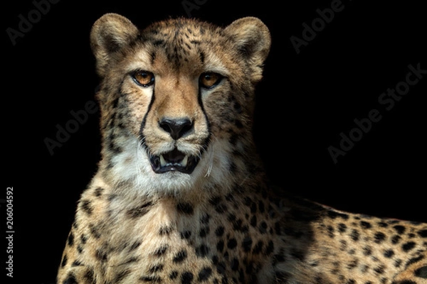 Obraz Portret geparda (ACINONYX JUBATUS) na czarnym tle
