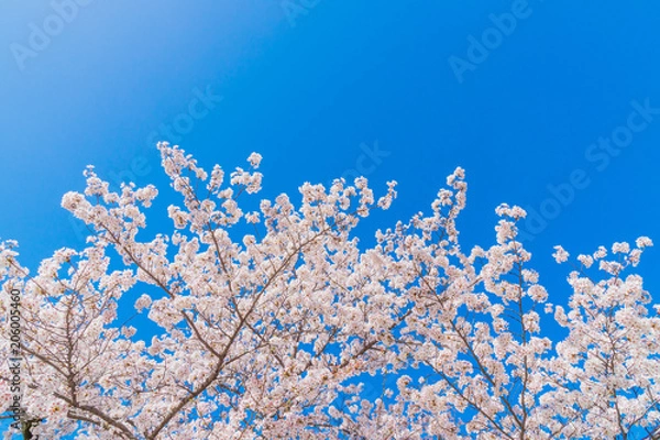 Fototapeta 京都の春の風景　鴨川沿いの桜　京都　日本