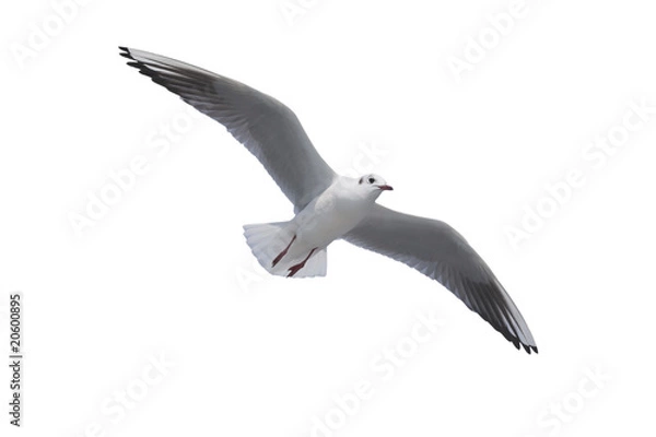 Obraz 白い背景で分離された飛行カモメ