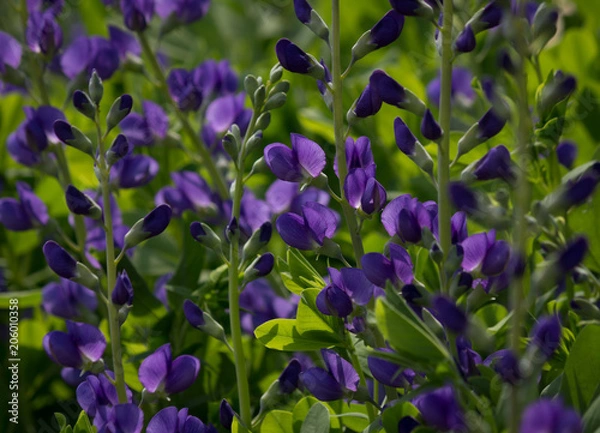 Obraz Beautiful Blue Wild Indigo blossoms 