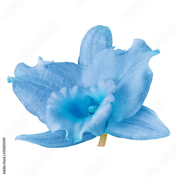 Fototapeta A light blue cyan orchid flower, isolated white background. Flower bud close-up. Element for design.