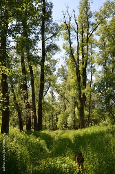 Fototapeta Green forest in the sunny spring with a dog