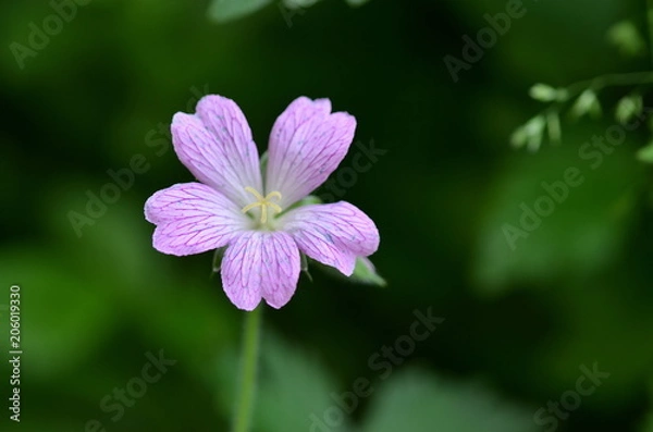 Fototapeta Closeup of a purple flower on a green background