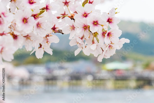 Fototapeta 京都の春の風景　嵐山の満開の桜　京都　日本