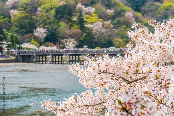 Fototapeta 京都の春の風景　嵐山の満開の桜　京都　日本