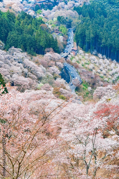Fototapeta 奈良の春の風景　満開の桜　吉野　奈良　日本