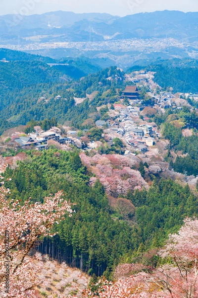 Fototapeta 奈良の春の風景　満開の桜　吉野　奈良　日本