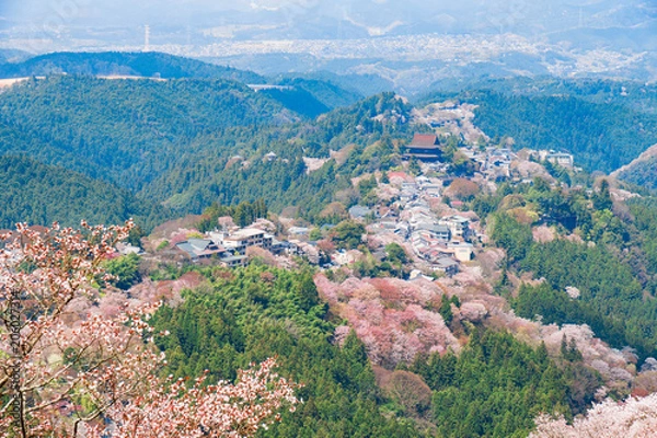 Fototapeta 奈良の春の風景　満開の桜　吉野　奈良　日本