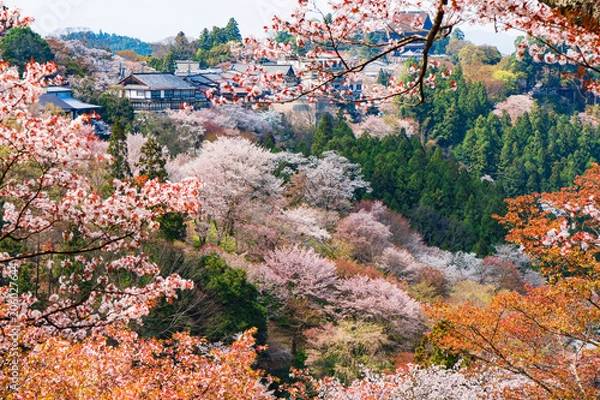 Fototapeta 奈良の春の風景　満開の桜　吉野　奈良　日本