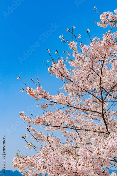 Fototapeta 奈良の春の風景　満開の桜　吉野　奈良　日本