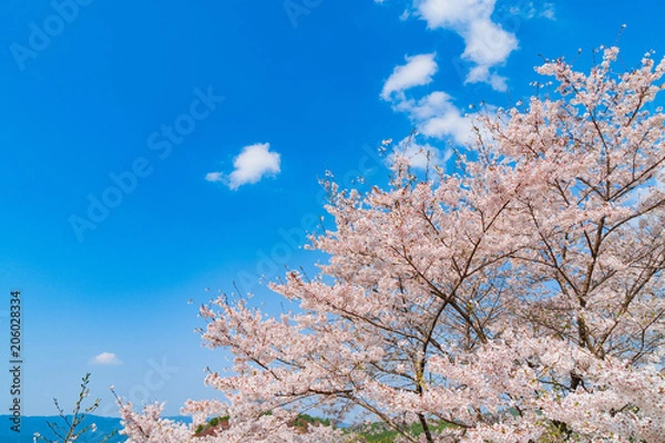 Fototapeta 奈良の春の風景　満開の桜　吉野　奈良　日本