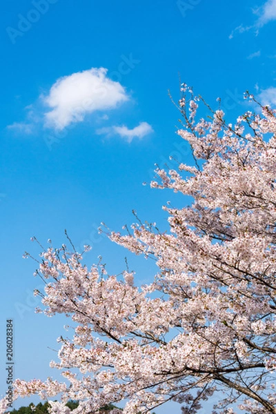 Fototapeta 奈良の春の風景　満開の桜　吉野　奈良　日本