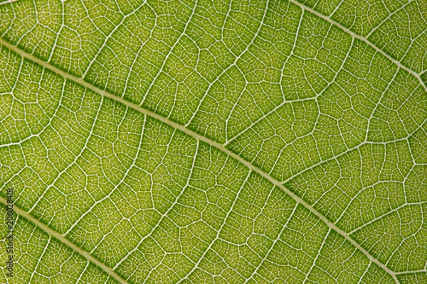Fototapeta Leaf Macro Details 3