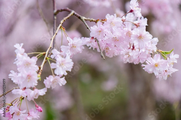 Fototapeta 奈良の春の風景　満開の桜　吉野　奈良　日本