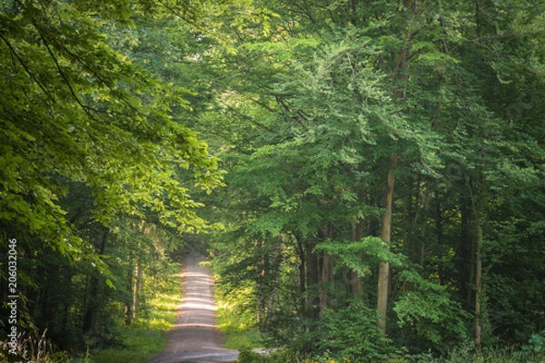 Fototapeta Weg im Wald