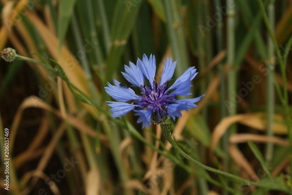 Obraz Kornblume